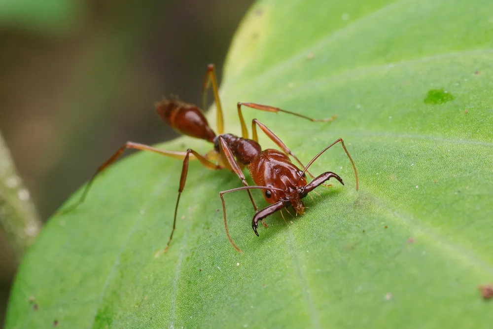 Odontomachus rixosus
